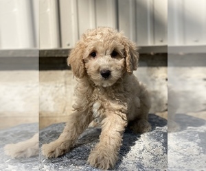 Poodle (Toy) Puppy for Sale in CANOGA, New York USA