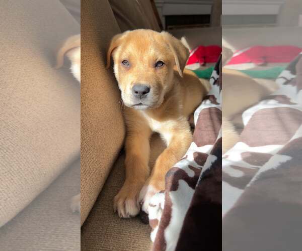 Medium Photo #1 Australian Shepherd-Unknown Mix Puppy For Sale in Holly Springs, NC, USA