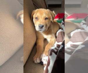 Australian Shepherd-Unknown Mix Dogs for adoption in Holly Springs, NC, USA