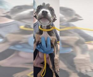 American Pit Bull Terrier-Chihuahua Mix Dogs for adoption in Las Vegas, NV, USA