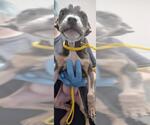 Small American Pit Bull Terrier-Chihuahua Mix