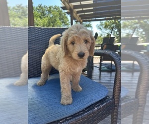Goldendoodle Puppy for sale in BARNSDALL, OK, USA