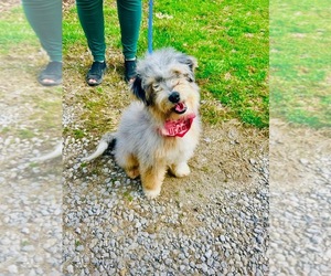 Miniature Bernedoodle Puppy for sale in BLUE SPRINGS, MO, USA