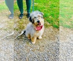 Small Miniature Bernedoodle