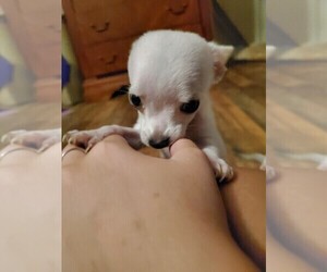 Chihuahua Puppy for sale in CHAPIN, SC, USA