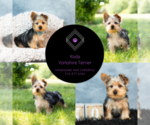 Small Photo #12 Yorkshire Terrier Puppy For Sale in WARSAW, IN, USA