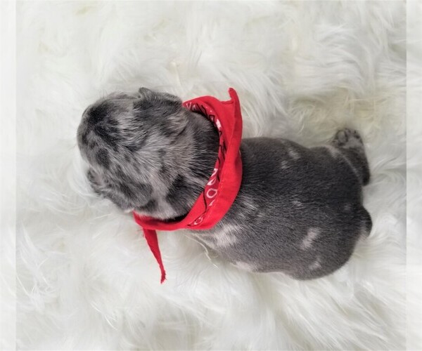Medium Photo #3 French Bulldog Puppy For Sale in PORT READING, NJ, USA
