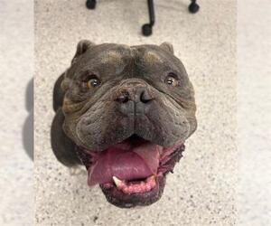 Bulldog Dogs for adoption in Brighton, CO, USA