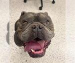 Small Bulldog