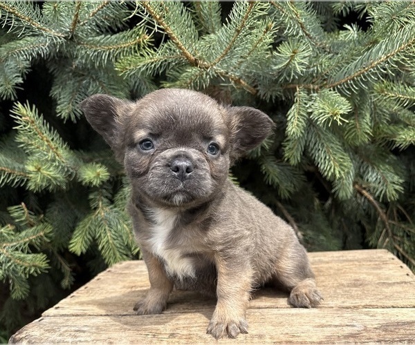 Medium Photo #2 French Bulldog Puppy For Sale in MIDDLEBURY, IN, USA