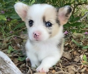 Medium American Corgi