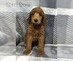 Small Photo #5 Poodle (Standard) Puppy For Sale in GARY, TX, USA