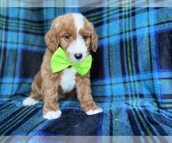 Medium Photo #7 Cavapoo Puppy For Sale in LAKELAND, FL, USA