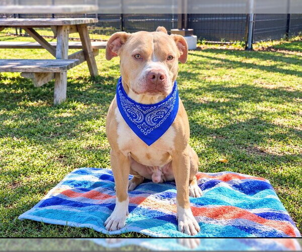 Medium Photo #1 Mutt Puppy For Sale in Orange, CA, USA