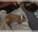 Small #3 Boston Terrier