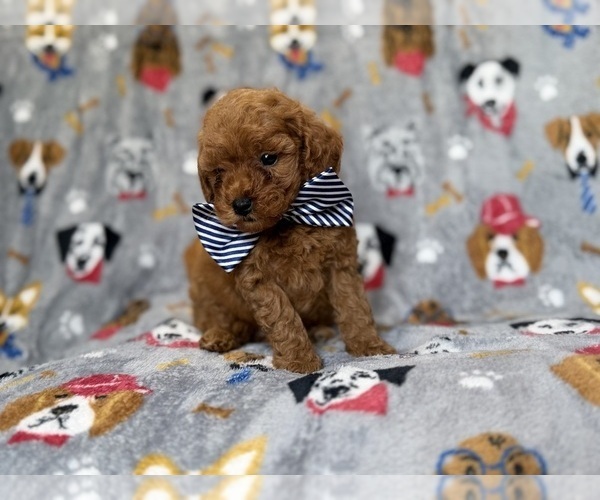 Medium Photo #2 Cavapoo (Miniature) Puppy For Sale in LAKELAND, FL, USA