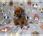 Small #1 Cavapoo (Miniature)
