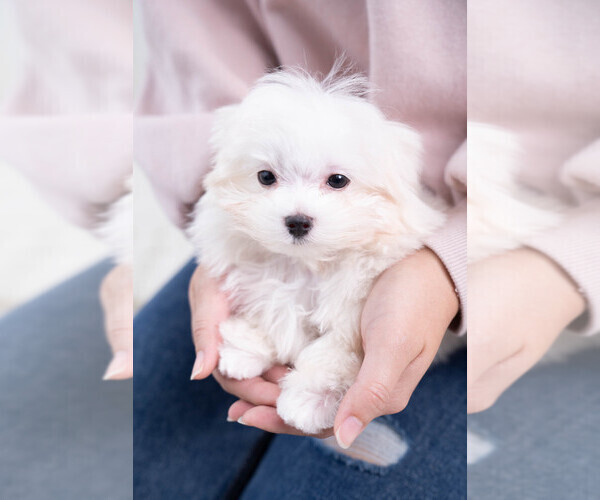 Medium Photo #3 Maltese Puppy For Sale in LONG ISLAND CITY, NY, USA