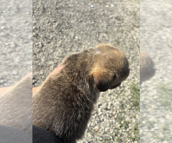 Medium Photo #7 Pembroke Welsh Corgi Puppy For Sale in OAKLEY, CA, USA