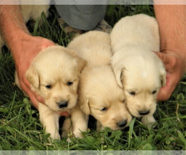 Medium Photo #5 Golden Retriever Puppy For Sale in VERMONTVILLE, MI, USA