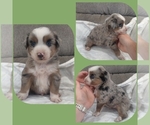 Small Photo #6 Miniature Australian Shepherd Puppy For Sale in COUCH, MO, USA