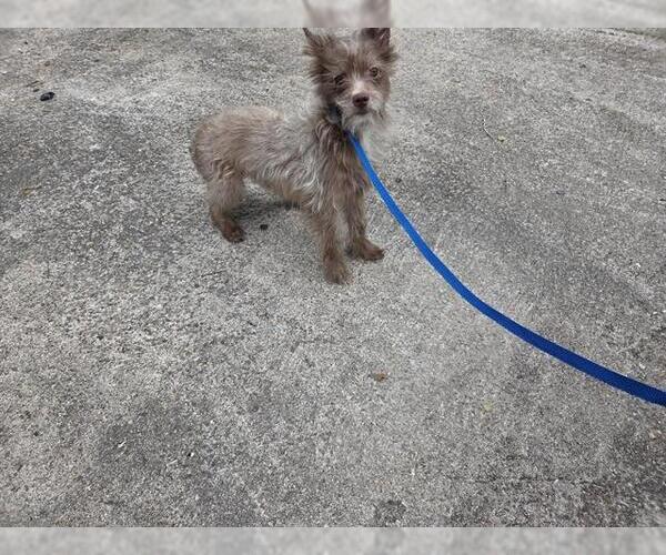 Medium Photo #1 Toxirn Puppy For Sale in Houston, TX, USA