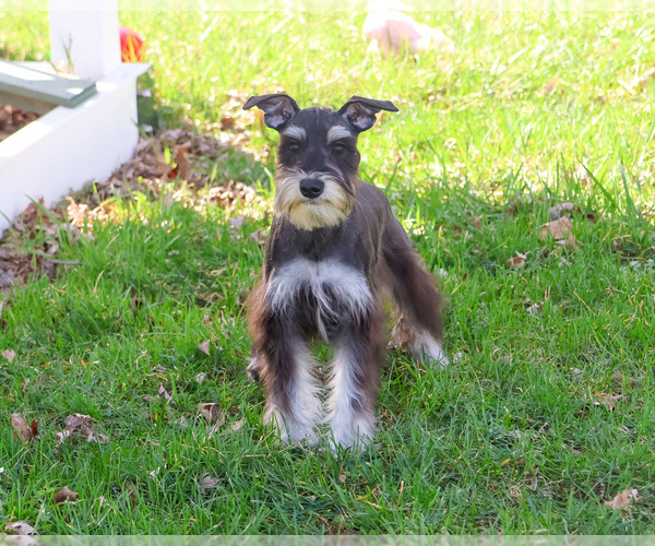 Medium Photo #6 Schnauzer (Miniature) Puppy For Sale in SYRACUSE, IN, USA