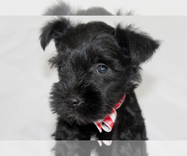 Medium Photo #5 Schnauzer (Miniature) Puppy For Sale in BROOKSVILLE, FL, USA