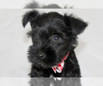 Small #4 Schnauzer (Miniature)