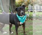 Small Rottweiler Mix
