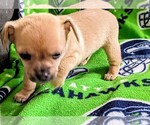 Small Photo #2 Chihuahua Puppy For Sale in EVERETT, WA, USA