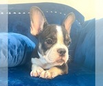 Small Photo #105 French Bulldog Puppy For Sale in CHARLOTTE, NC, USA