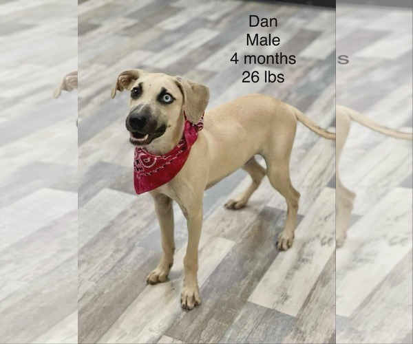 Medium Photo #4 Mutt Puppy For Sale in Woodbury, NY, USA