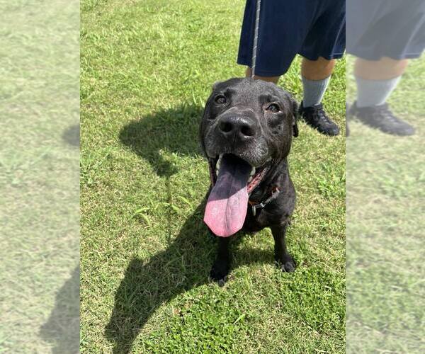 Medium Photo #2 Mutt Puppy For Sale in Abbeville, LA, USA
