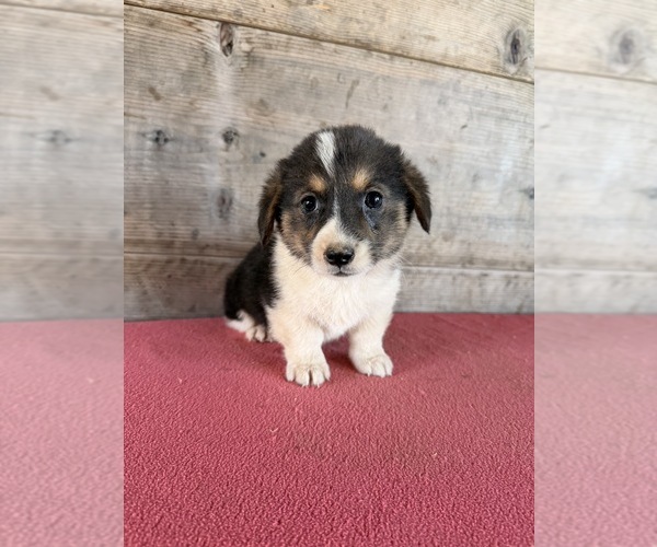 Medium Photo #8 Pembroke Welsh Corgi Puppy For Sale in VERMONTVILLE, MI, USA