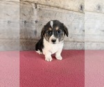 Litter of 2 - Male(s) and Female(s) Pembroke Welsh CorgiLitter of Puppies for Sale - Photo #8