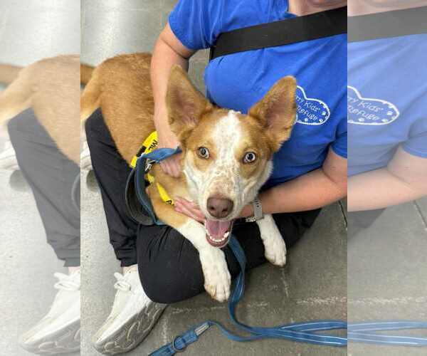 Medium Photo #4 Aussie Siberian Puppy For Sale in Lee's Summit, MO, USA