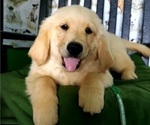Small Photo #2 Golden Retriever Puppy For Sale in MERCED, CA, USA