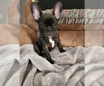 Small Photo #3 French Bulldog Puppy For Sale in SALEM, OR, USA