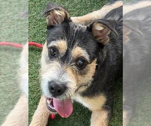 Basset Hound-Unknown Mix Dogs for adoption in Woodland, CA, USA
