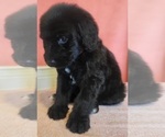 Small Photo #11 Bernedoodle Puppy For Sale in COOLIDGE, AZ, USA