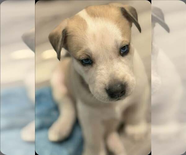 Medium Photo #1 Siberian Husky-Unknown Mix Puppy For Sale in Severn, MD, USA