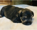Small Photo #9 Schnauzer (Miniature) Puppy For Sale in SPRINGBORO, OH, USA