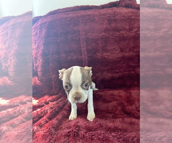 Medium Photo #1 Boston Terrier Puppy For Sale in WILEY, CO, USA
