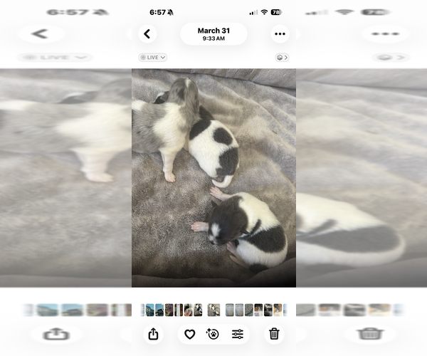 Medium Photo #7 Pomeranian Puppy For Sale in VENICE, FL, USA