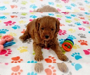 Cavapoo mix (+ Poodle Miniature) Puppy for sale in ORO VALLEY, AZ, USA