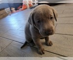 Puppy Otto Labrador Retriever