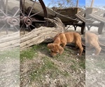 Small Photo #7 Rhodesian Ridgeback Puppy For Sale in MORONGO VALLEY, CA, USA