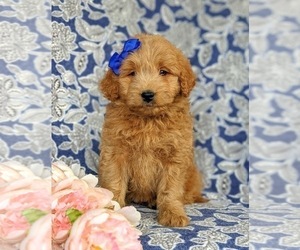 Goldendoodle-Poodle (Miniature) Mix Puppy for sale in KIRKWOOD, PA, USA