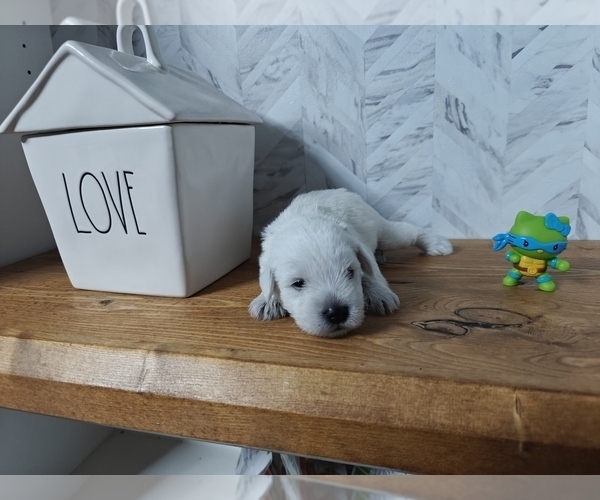 Medium Photo #2 Schnauzer (Miniature) Puppy For Sale in MANSFIELD, TX, USA